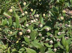 Kod:mers01 Beyaz iri mersin, murt (Myrtus communis)  30-40 cm boyunda