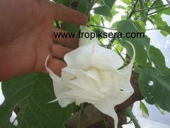 Kod:br07 Büyük ve gelişmiş yoğun kokulu, Meleklerin boruları(beyaz katmerli) - Duble brugmansia sp, Angels trumpet, 5 yaşında