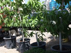 Kod:prf01 Parfüm ağacı (büyük boy) - michelia alba, perfume tree (250-350 cm boyda) Büyük saksıda Canlı, Mayıs'dan aralık ayına kadar parfüm kokulu çiçekler açar.