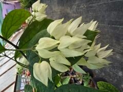 Kod:cle01  Beyaz kanayan kalpler -Clerodendrum thomsoniae. 80-100 cm arası boylarda.