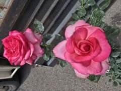 Kod:g37  Big sarabi rose, Yoğun kokulu mor/pembe (büyük boy)