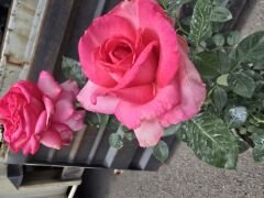 Kod:g37  Big sarabi rose, Yoğun kokulu mor/pembe (büyük boy)