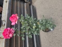 Kod:g37  Big sarabi rose, Yoğun kokulu mor/pembe (büyük boy)