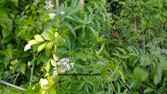 Kod:kly02 Kolonya çalısı - Aloysia triphylla - Lemon verbena 60-100 cm boyda, (yaprakları limon gibi yoğun kokar)