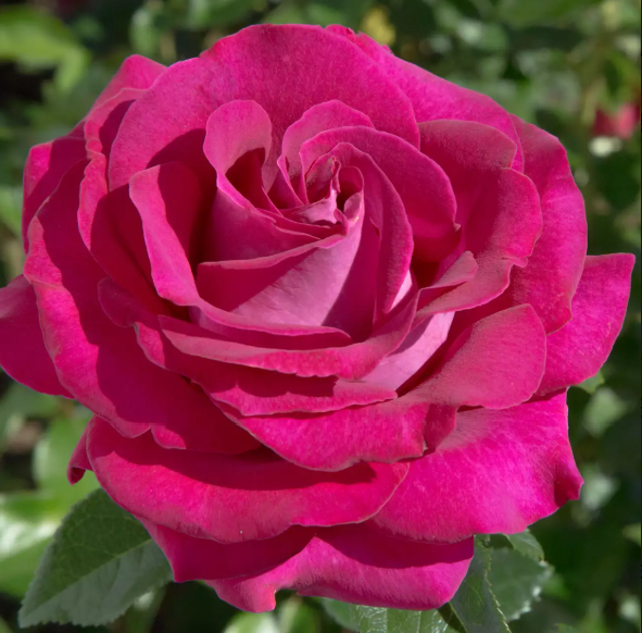 Kod:g38 Romantic red rose, yoğun kokulu açık kırmızı gül (büyük boy)