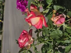 Kod:g39 Yellow alyans rose, Yoğun kokulu dışı sarı / içi kırmızı gül (büyük boy)