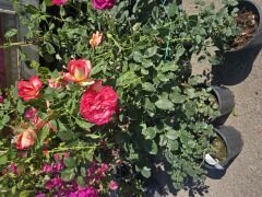 Kod:g39 Yellow alyans rose, Yoğun kokulu dışı sarı / içi kırmızı gül (büyük boy)
