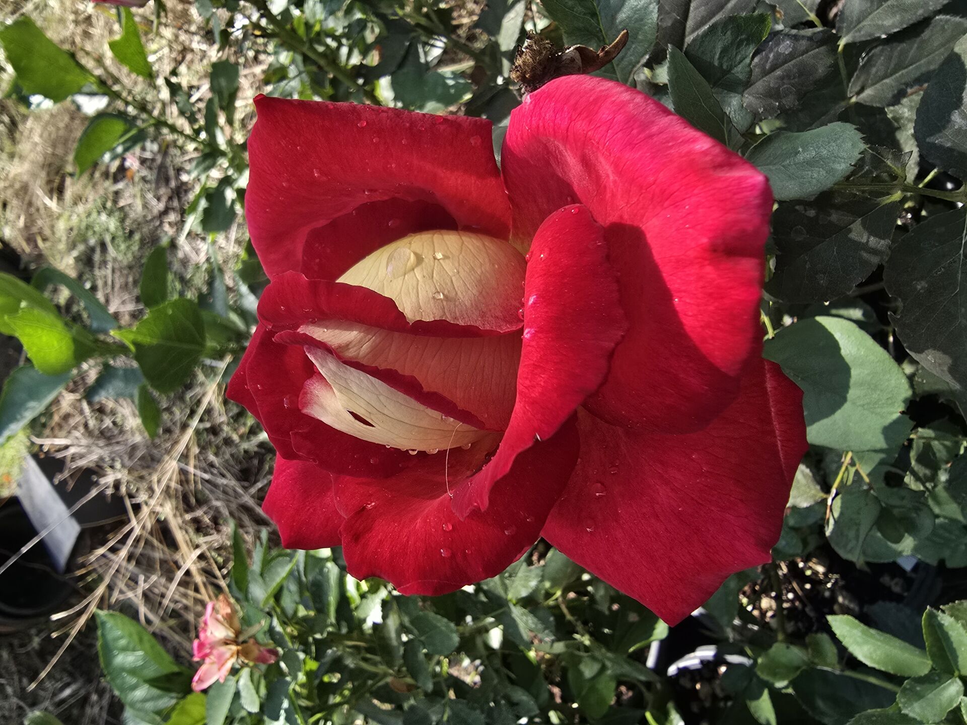 Kod:g39 Yellow alyans rose, Yoğun kokulu dışı sarı / içi kırmızı gül (büyük boy)