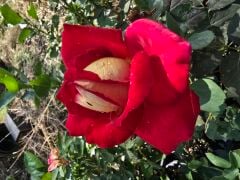 Kod:g39 Yellow alyans rose, Yoğun kokulu dışı sarı / içi kırmızı gül (büyük boy)