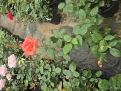 Kod:g48Armonie rose - yoğun kokulu turuncu gül (büyük boy)