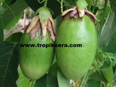 Kod:pass03 quadrangularis - giant granadilla - dev granadilla(120-150 cm boyda 3 yaş)