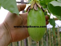 Kod:pass03 quadrangularis - giant granadilla - dev granadilla(120-150 cm boyda 3 yaş)