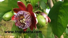 Kod:pass03 quadrangularis - giant granadilla - dev granadilla(120-150 cm boyda 3 yaş)