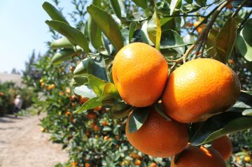 Kod:na81 W. Murkott Mandalina 80 cm- 120 boy, 5 yaşında