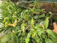 Hoya erythrina kedah peak, Kokulu mum çiçeği 30 - 50 cm boyda , güçlü sürgünlü, saksıda köklü gelişmekte (Kod: 20)