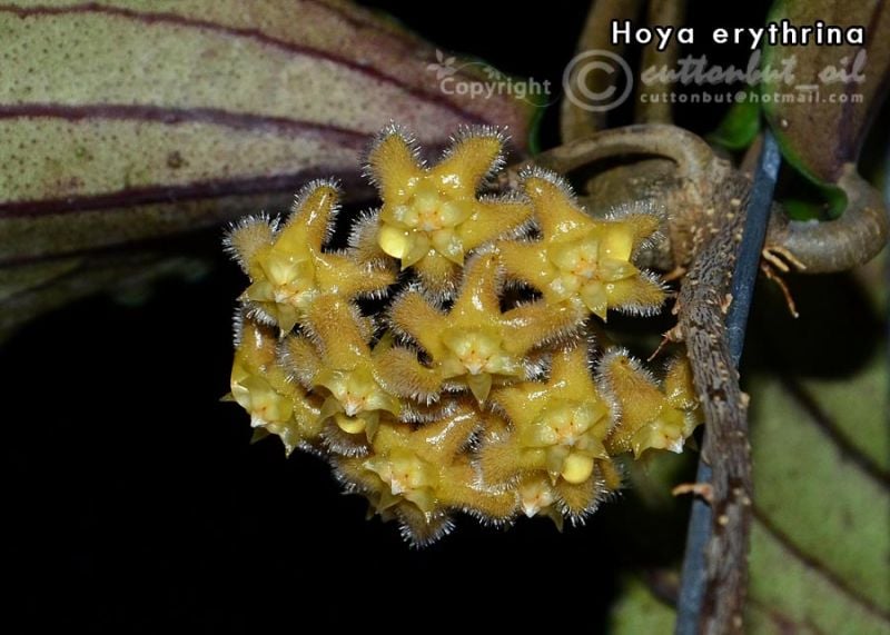 Hoya erythrina Kokulu mum çiçeği 20 - 30 cm boyda , güçlü sürgünlü, saksıda köklü gelişmekte (Kod: 20)