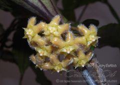 Hoya erythrina kedah peak, Kokulu mum çiçeği 30 - 50 cm boyda , güçlü sürgünlü, saksıda köklü gelişmekte (Kod: 20)