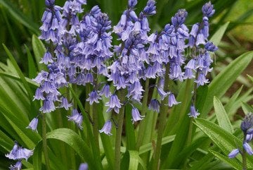 Kod:is01 İspanyol sümbülü - Hyacinthoides hispanica. (1 saksıya 3 soğan dikili, bu şekilde saksı ile gönderilecek.)