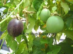 Kod:pass013 Passion fruit (30-50 cm boyda, yeni üretim)