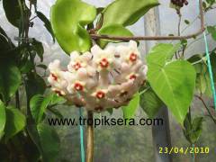Hoya carnosa Crinkle Kokulu mum çiçeği  10-20 cm boyda mini saksıda köklü.Güçlü sürgünlü (kod:mum01c)
