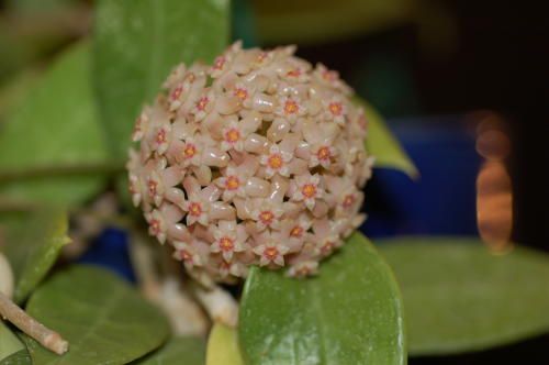 Hoya verticillata, Kokulu mum çiçeği  10-20 cm boyda mini saksıda köklü.Güçlü sürgünlü (kod:mum08c)