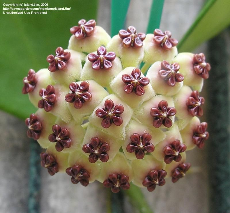 Hoya kerrii  Kokulu mum çiçeği  10-20 cm boyda mini saksıda köklü.Güçlü sürgünlü (kod:mum15c)