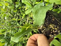Hoya erythrina kedah peak, Kokulu mum çiçeği  10-20 cm boyda mini saksıda köklü.Güçlü sürgünlü (kod:mum20c)