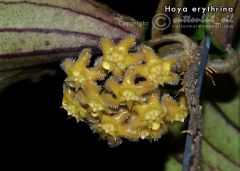 Hoya erythrina kedah peak, Kokulu mum çiçeği  10-20 cm boyda mini saksıda köklü.Güçlü sürgünlü (kod:mum20c)