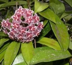 Hoya pubicalyx cv. Silver Pink, Kokulu mum çiçeği  10-20 cm boyda mini saksıda köklü.Güçlü sürgünlü (kod:mum25c)