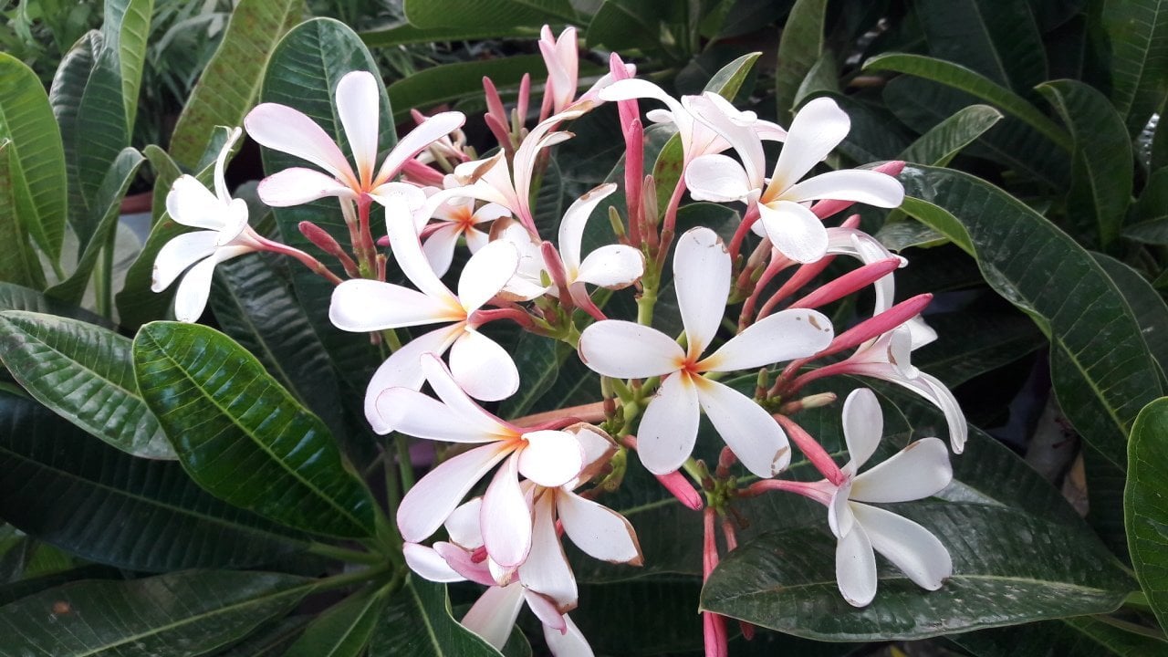 Kod:plu11Yoğun kokulu Plumeria - Frangipani, Singapur dwarf (cüce plumeria) beyaz/sarı renk (80-120 cm boyda çok dallı, tam gelişmiş) İthal .