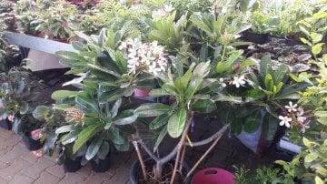 Kod:plu11Yoğun kokulu Plumeria - Frangipani, Singapur dwarf (cüce plumeria) beyaz/sarı renk (80-120 cm boyda çok dallı, tam gelişmiş) İthal .