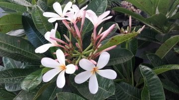 Kod:plu11Yoğun kokulu Plumeria - Frangipani, Singapur dwarf (cüce plumeria) beyaz/sarı renk (80-120 cm boyda çok dallı, tam gelişmiş) İthal .