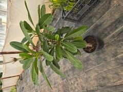 Kod:plu12 Yoğun kokulu Plumeria - Frangipani,  Grafted plumeria Dwarf Singapore (Aşılı singapur cüce plumeria) beyaz/sarı renk (40-60 cm boyda)