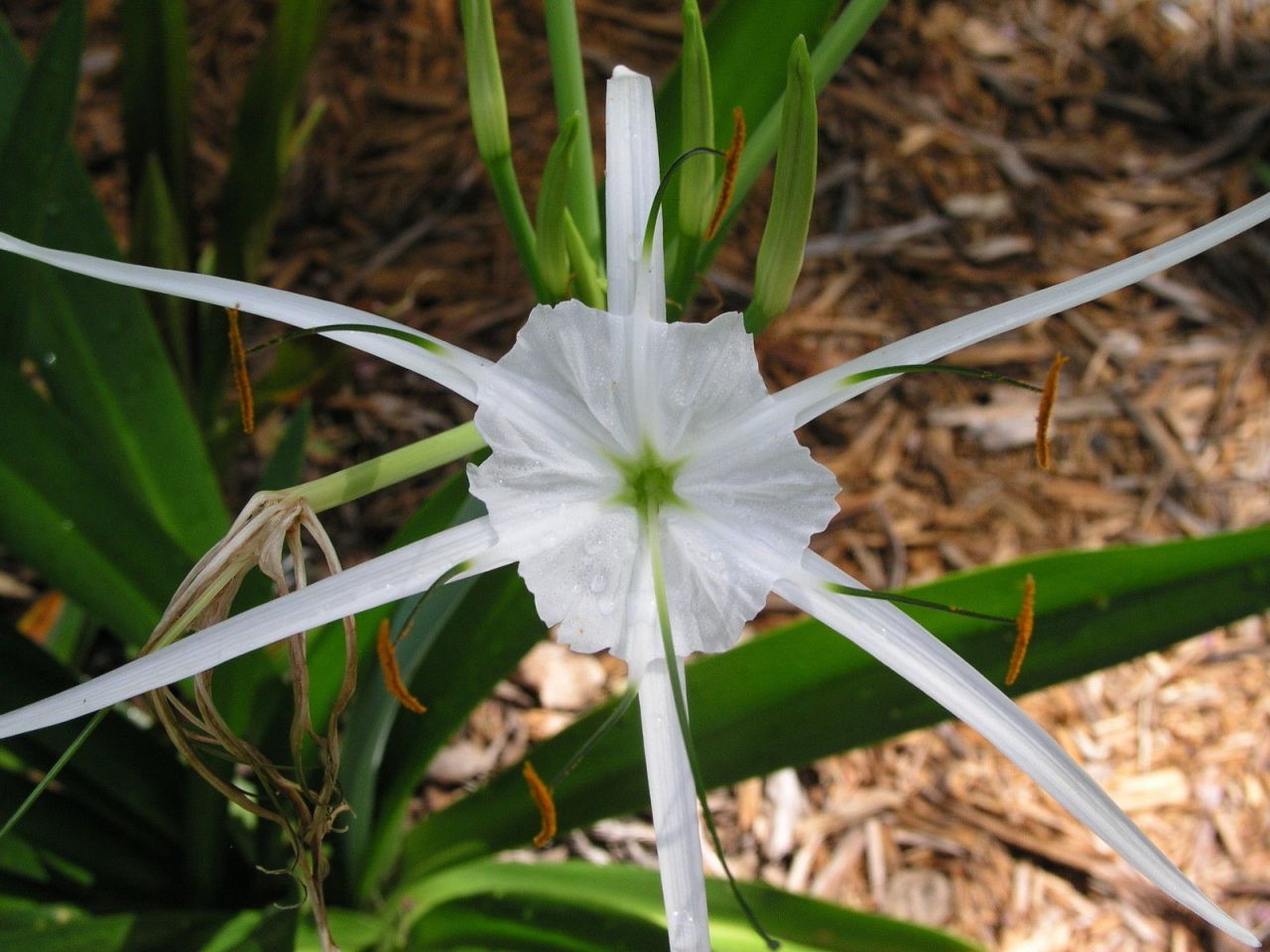 Kod:amary05 Beyaz örümcek amaryllis - Pancratium zeylanicum spider white lily (orta büyüklükte soğan)