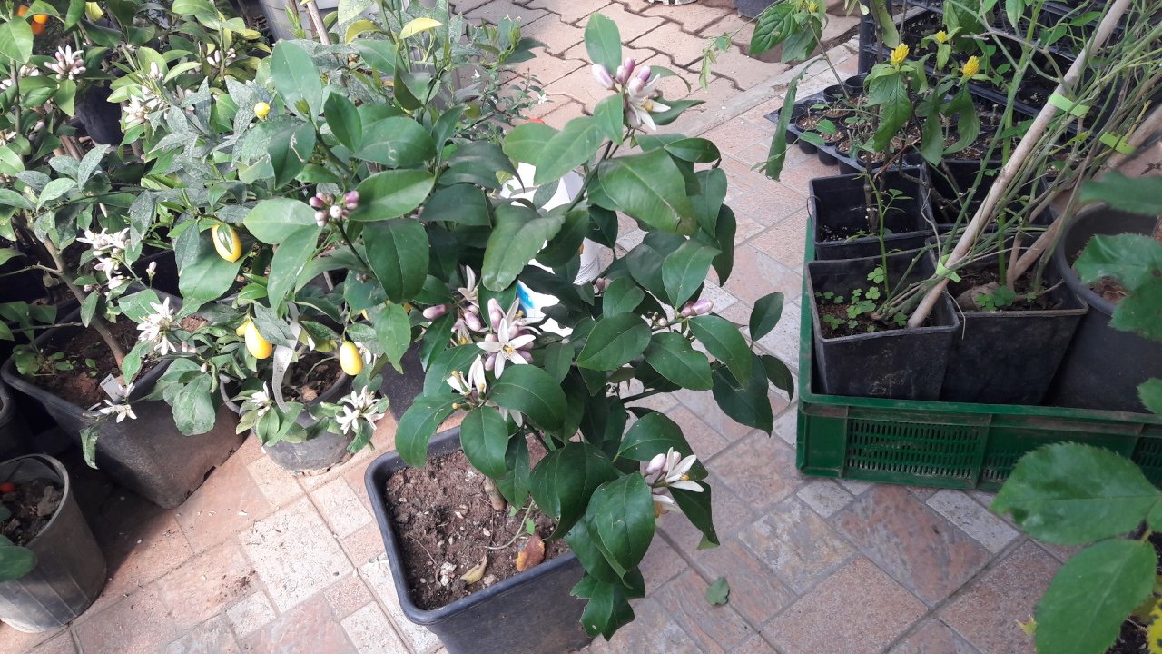 Mayerlimon, Citrusx meyeri (8 yaş gelişmiş tam bodur fidan.) Üzeri meyveli
