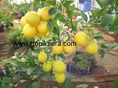 Mayerlimon, Citrusx meyeri (8 yaş gelişmiş tam bodur fidan.) Üzeri meyveli