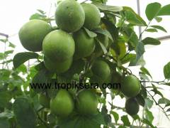 Mayerlimon, Citrusx meyeri (8 yaş gelişmiş tam bodur fidan.) Üzeri meyveli