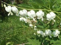 Kod:dic02 beyaz ağlayan kalpler (beyaz kız kalbi) Dicentra spectabilis Alba 'Bleeding Heart' White Hardy Perennial (Saksıda çiçekli)  Büyük boy, şu sıralar çiçekli