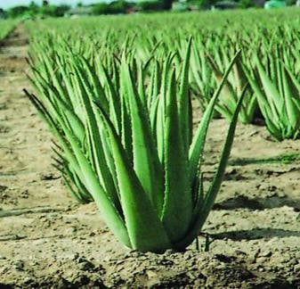 kod:aloe01 Aloevera(sarı sabır)  10cm
