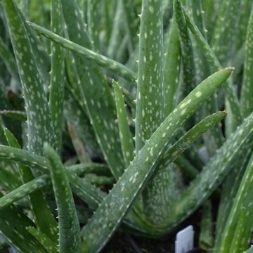 kod:aloe01 Aloevera(sarı sabır)  10cm