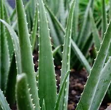 kod:aloe01 Aloevera(sarı sabır)  10cm