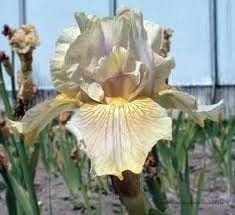 Kod:ir03 Iris germanica 'Hi' Perennial  (sağlıklı 1adet rizom)