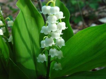 Kod:Müge01 Lily of the Valley - 'Convallaria Majalis (Yoğun kokulu çiçek açabilecek büyüklükte 10 ayrı kök rizom olan saksı içerisinde canlı ve sağlıklı) Toptan fiyatına