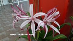 Kod:cr06 Dev soğanlı  Giant Crinum Lily - Crinum asiaticum (sağlıklı 1 adet orta boy soğan)