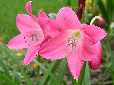Kod:cr07 Büyük kırmızı Crinum amaryllis - Crinum Lily, Bradley (sağlıklı 1 adet orta büyüklükte soğan)