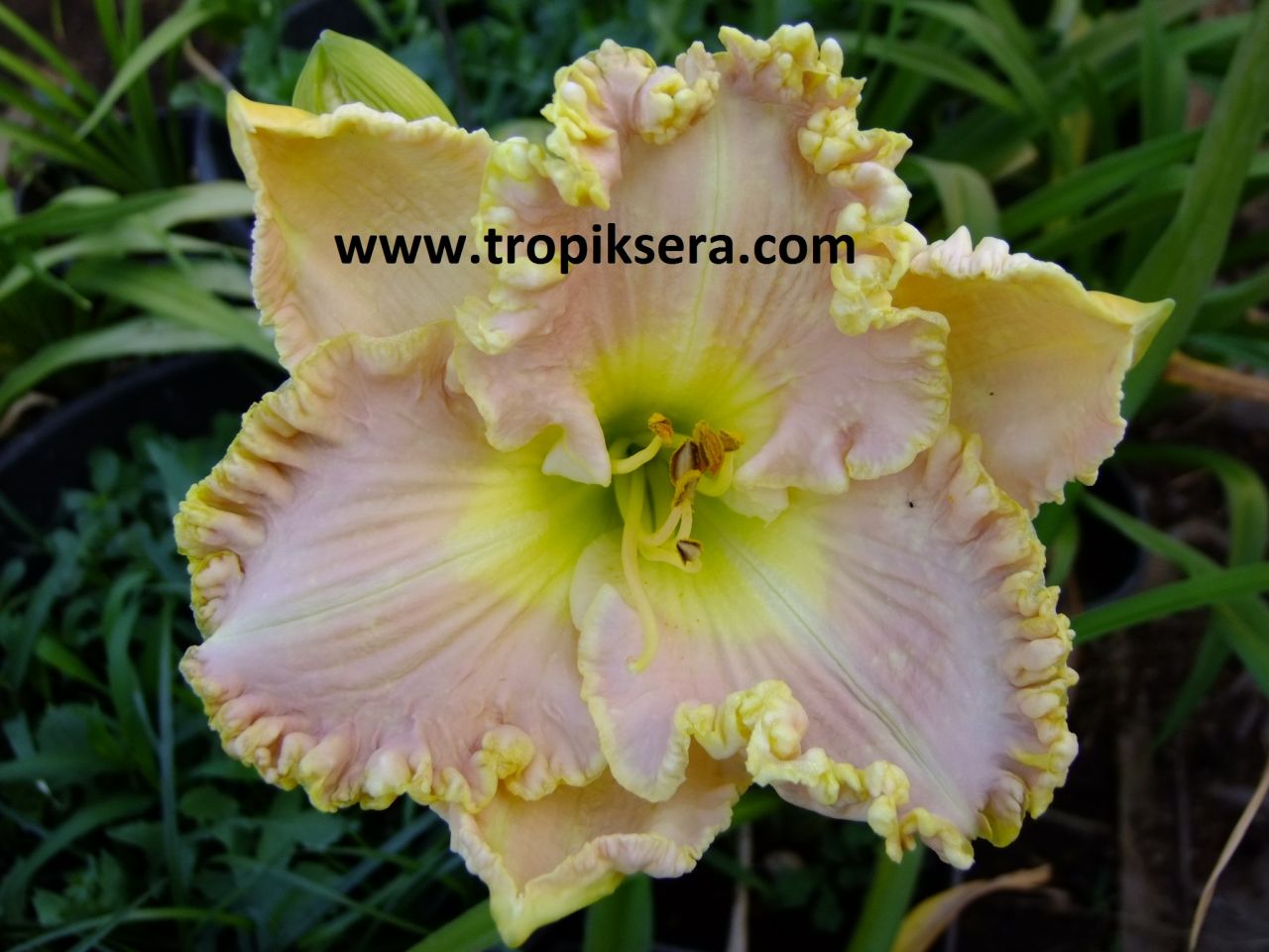 Kod:hem01 Hemerocallis 'Bestseller' Daylily Hardy Perennial (Çiçek açabilecek sağlıklı 1adet rizom)