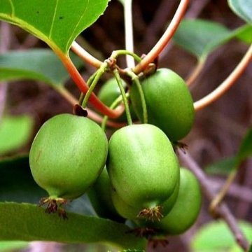 kod:hr04 Hardy kiwi (bebek kivi, sibirya kivisi) 150-200 cm boyda.