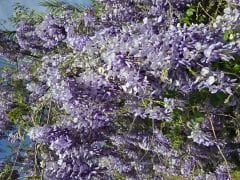 Kod:mor02  beyaz/ açık Mor çift renk Salkım (Wisteria sinensis) 80-120 cm arası boylarda, 5 yaşında.