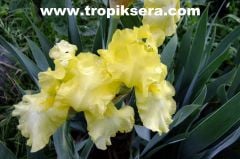 Kod:irs01 IRIS GERMENIACA (october sun - yogun kokulu sarı) rizom şeklinde. 50-75 cm boyda çiçeklenir, ilk bahar ve sonbaharda  çiçeklenir.