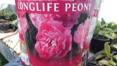 kod:peo02 Pembe kök şakayık. Peony  (sağlıklı saksıda canlı) Yoğun parfüm kokulu.